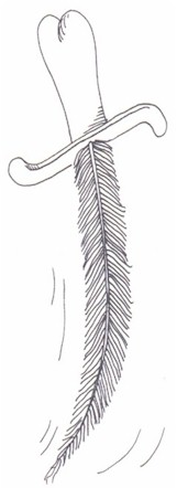 Turkey cartoon
